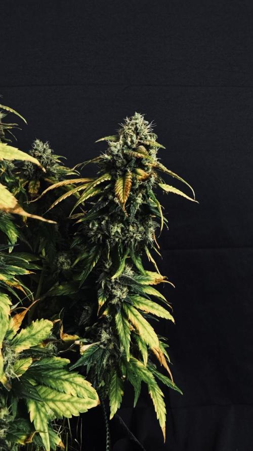 Grow 7.4 | Zamnesia| GMO Cookies. Week 12