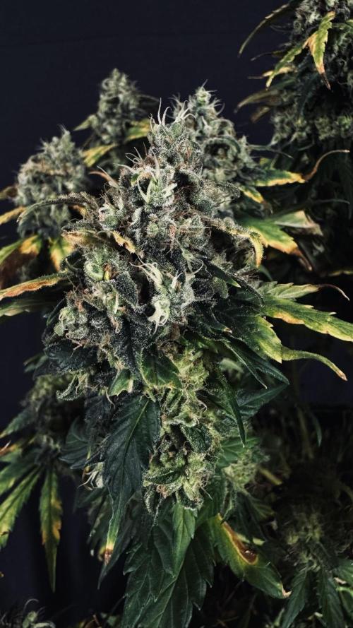Grow 7.4 | Zamnesia| GMO Cookies. Week 12