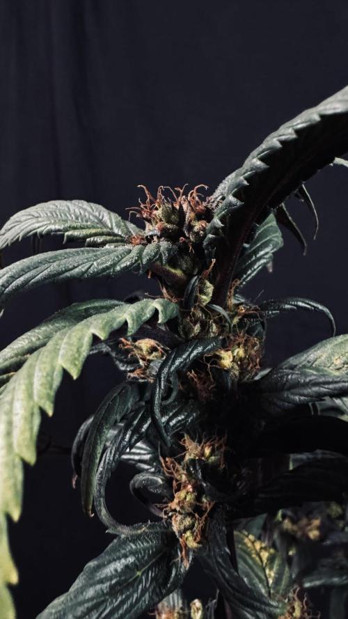 Grow 7.7 | Terpyz | Spicy Temp. RG. Week 13