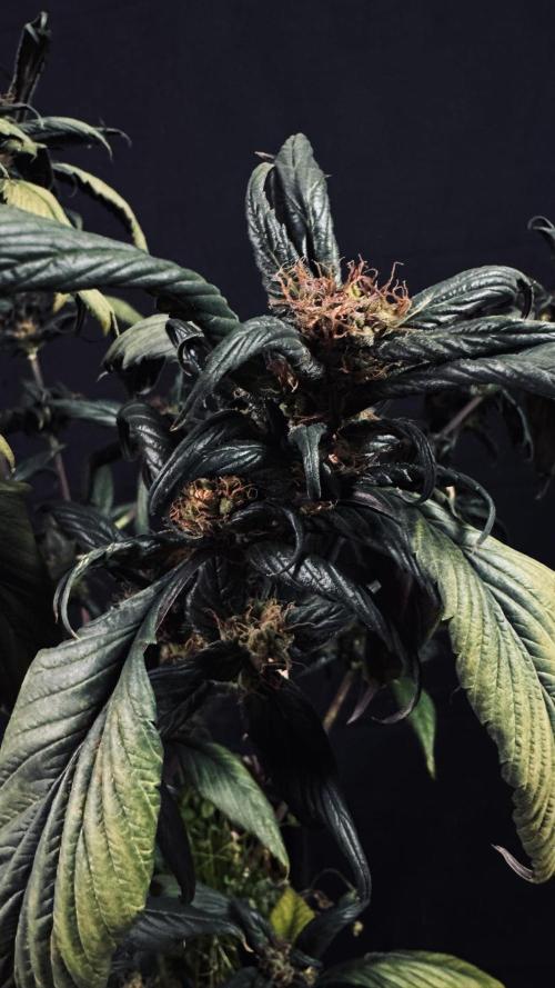 Grow 7.7 | Terpyz | Spicy Temp. RG. Week 13