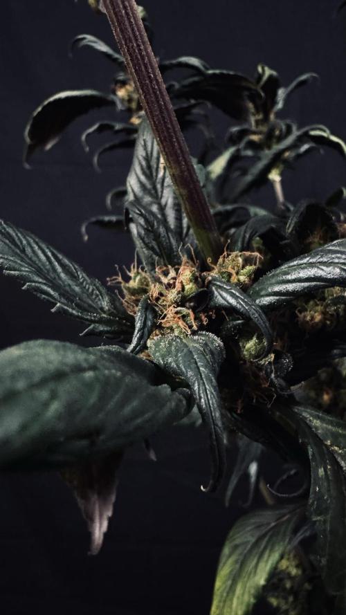 Grow 7.7 | Terpyz | Spicy Temp. RG. Week 13