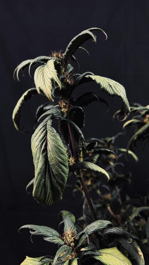 Grow 7.7 | Terpyz | Spicy Temp. RG. Week 13