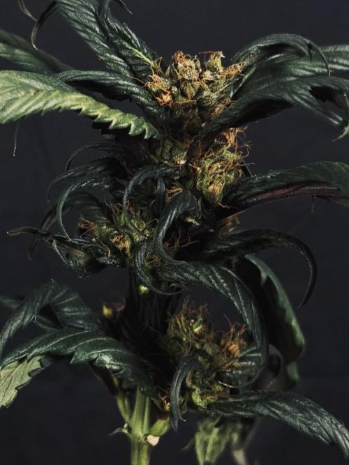Grow 7.7 | Terpyz | Spicy Temp. RG. Week 13