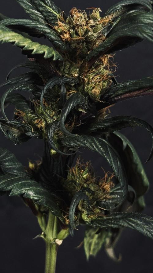 Grow 7.7 | Terpyz | Spicy Temp. RG. Week 13