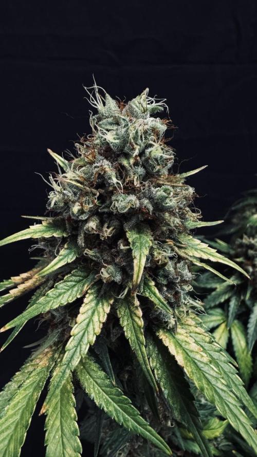 Grow 7.3 Kannabia | Mexican Sativa Fem.. Week 13
