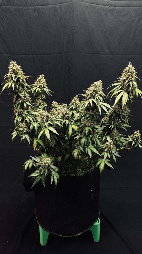 Grow 7.3 Kannabia | Mexican Sativa Fem.. Week 13