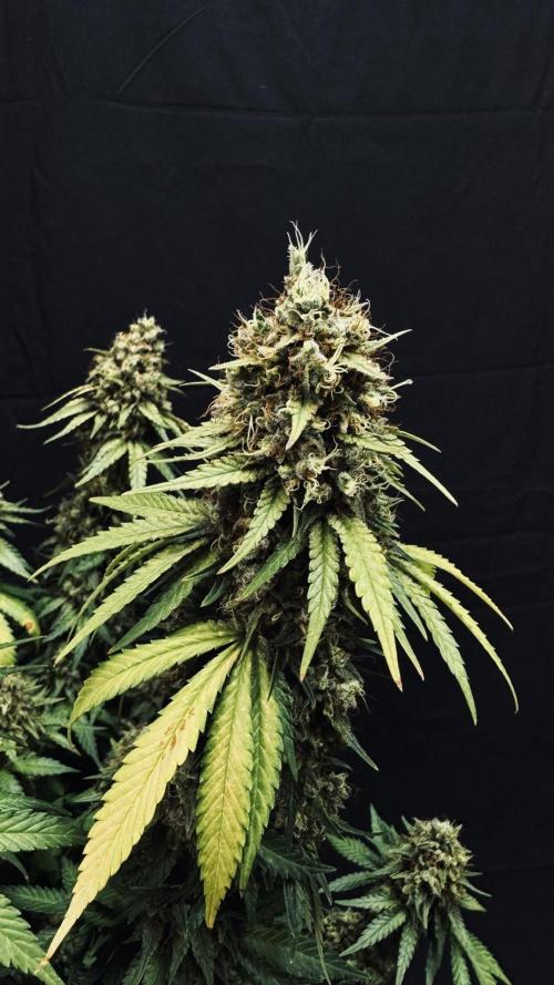 Grow 7.3 Kannabia | Mexican Sativa Fem.. Week 13