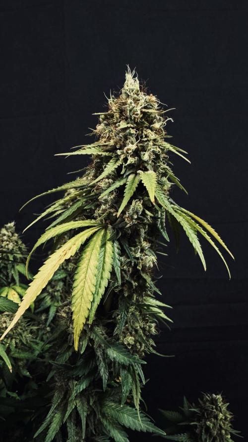 Grow 7.3 Kannabia | Mexican Sativa Fem.. Week 13