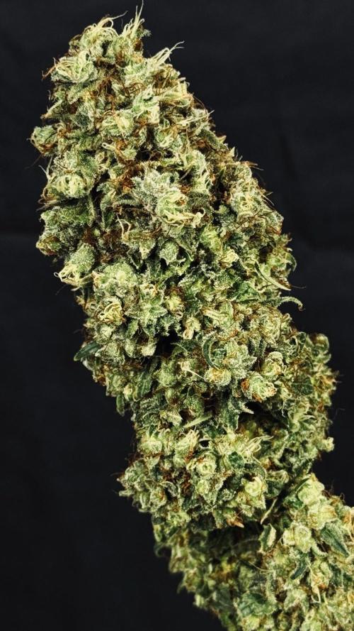 Grow 7.3 Kannabia | Mexican Sativa Fem.. Week 13