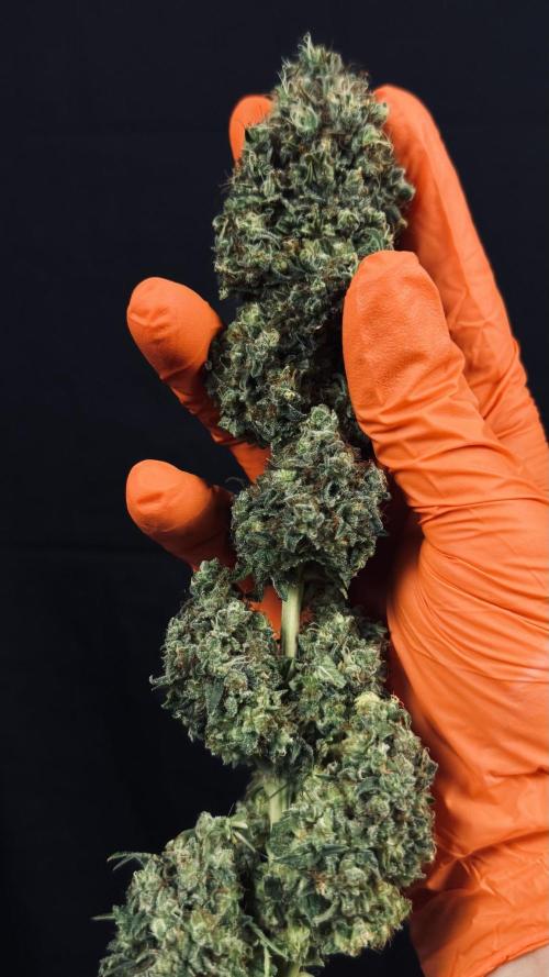 Grow 7.3 Kannabia | Mexican Sativa Fem.. Week 13