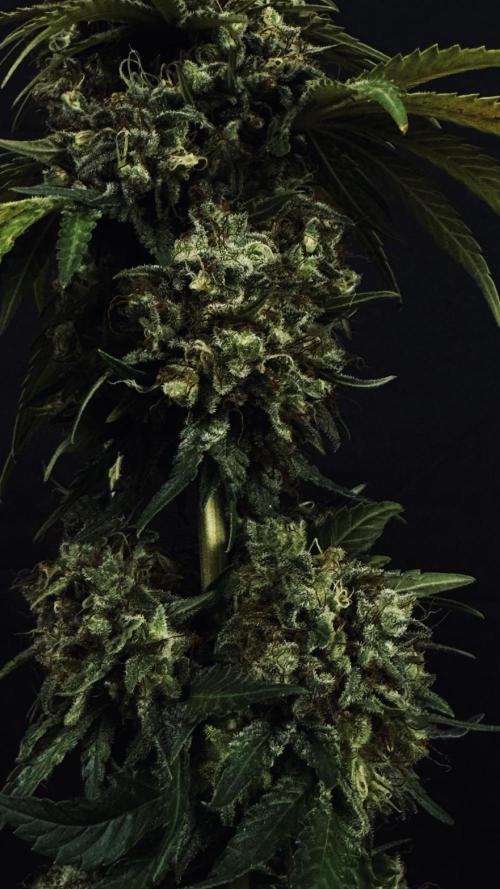 Grow 7.3 Kannabia | Mexican Sativa Fem.. Week 13
