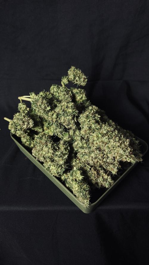 Grow 7.3 Kannabia | Mexican Sativa Fem.. Week 13