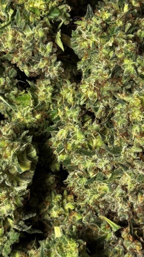 Grow 7.3 Kannabia | Mexican Sativa Fem.. Week 13