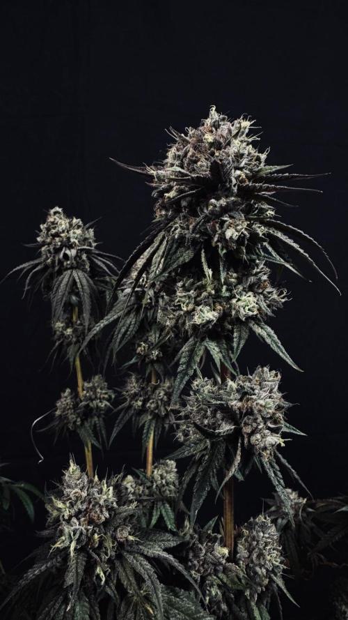 Grow 7.6 | Green House | Super Banana. Week 12