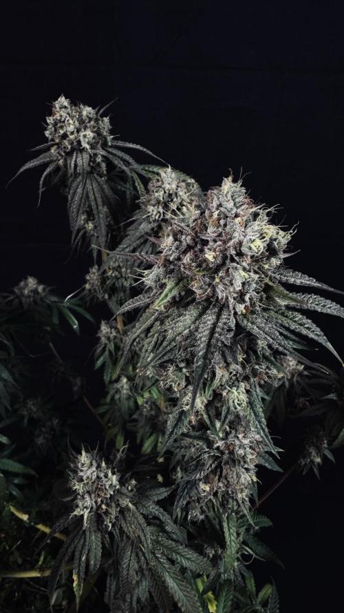 Grow 7.6 | Green House | Super Banana. Week 12