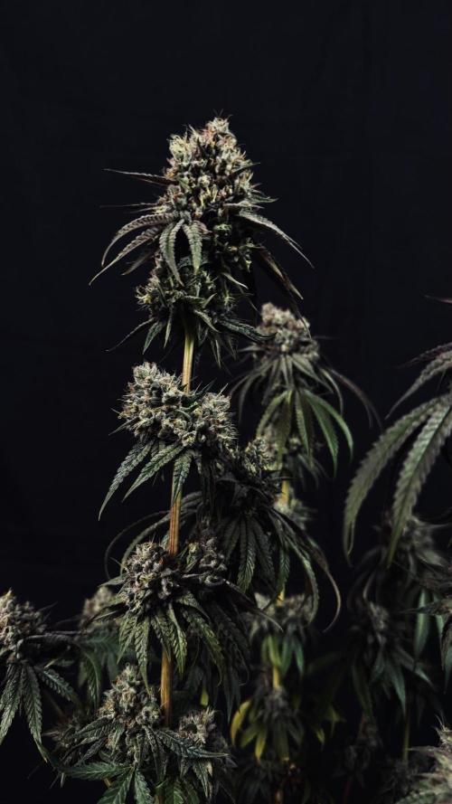 Grow 7.6 | Green House | Super Banana. Week 12