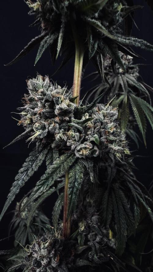Grow 7.6 | Green House | Super Banana. Week 12