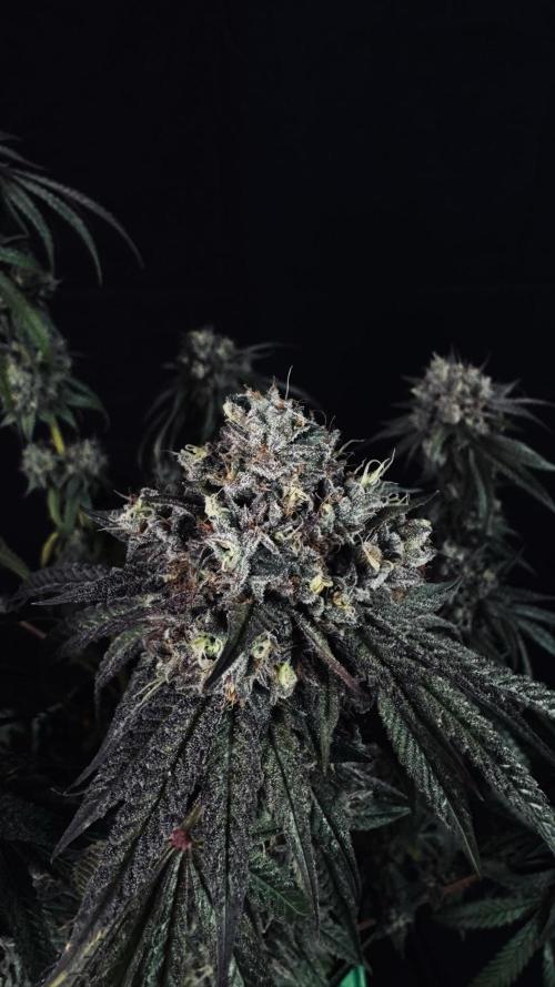 Grow 7.6 | Green House | Super Banana. Week 12