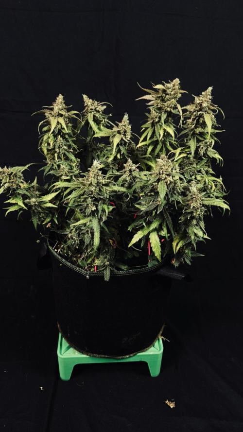 Grow 7.5 | Green House | Shishka Lemon. Week 12