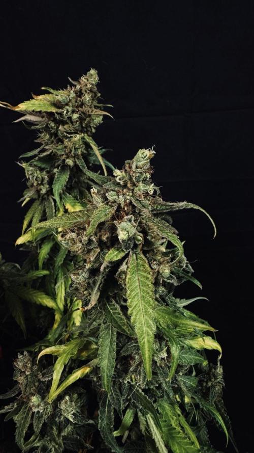 Grow 7.5 | Green House | Shishka Lemon. Week 12