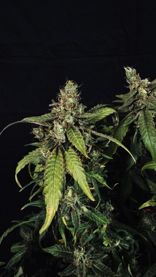 Grow 7.5 | Green House | Shishka Lemon. Week 12