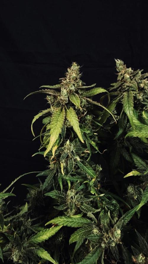 Grow 7.5 | Green House | Shishka Lemon. Week 12