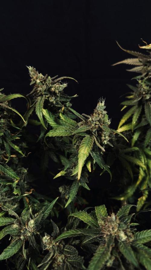 Grow 7.5 | Green House | Shishka Lemon. Week 12