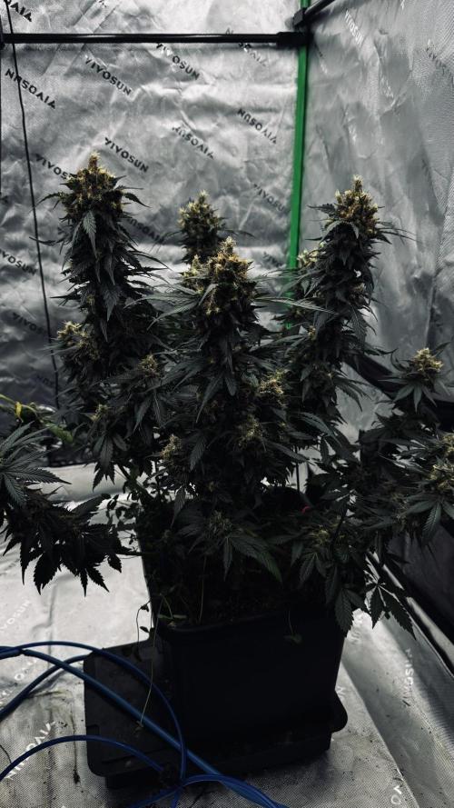 Grow 7.1  | Doctors Choice | DC Kush. Week 13