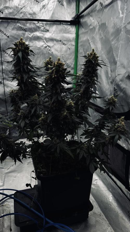Grow 7.1  | Doctors Choice | DC Kush. Week 13