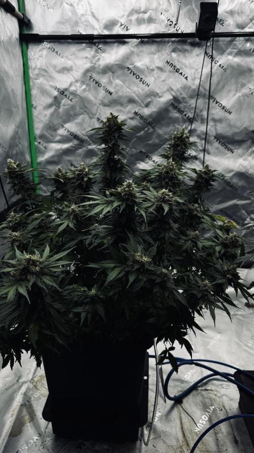 Grow 7.1  | Doctors Choice | DC Kush. Week 13