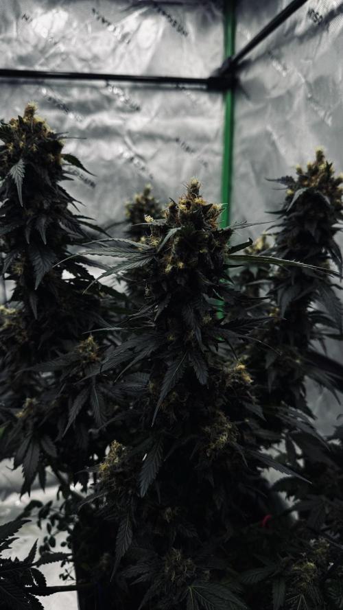 Grow 7.1  | Doctors Choice | DC Kush. Week 13