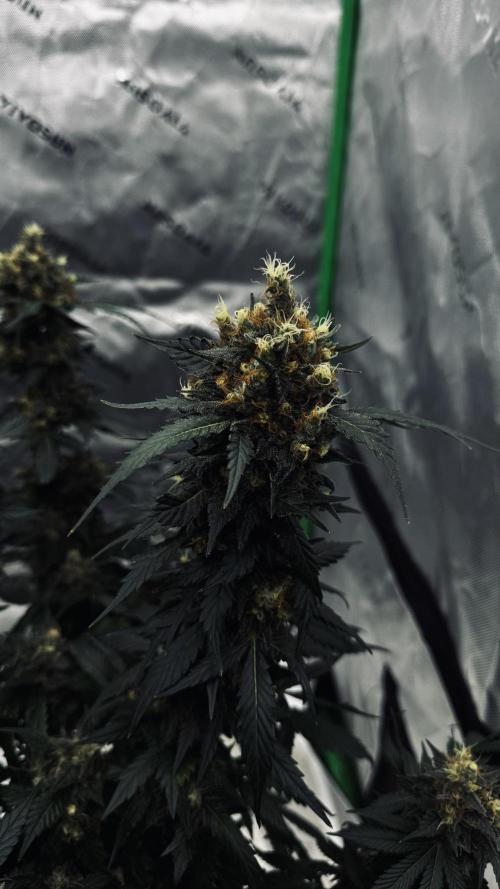 Grow 7.1  | Doctors Choice | DC Kush. Week 13