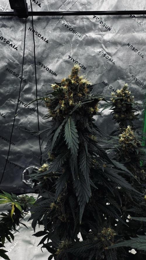 Grow 7.1  | Doctors Choice | DC Kush. Week 13