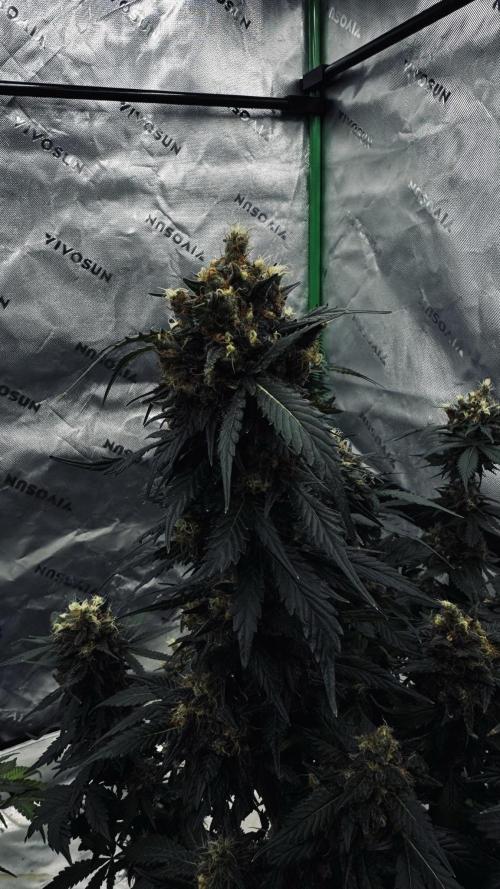 Grow 7.1  | Doctors Choice | DC Kush. Week 13