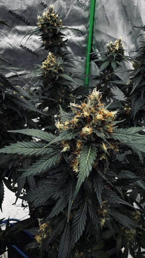 Grow 7.1  | Doctors Choice | DC Kush. Week 13