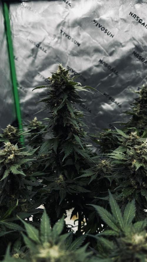 Grow 7.1  | Doctors Choice | DC Kush. Week 13