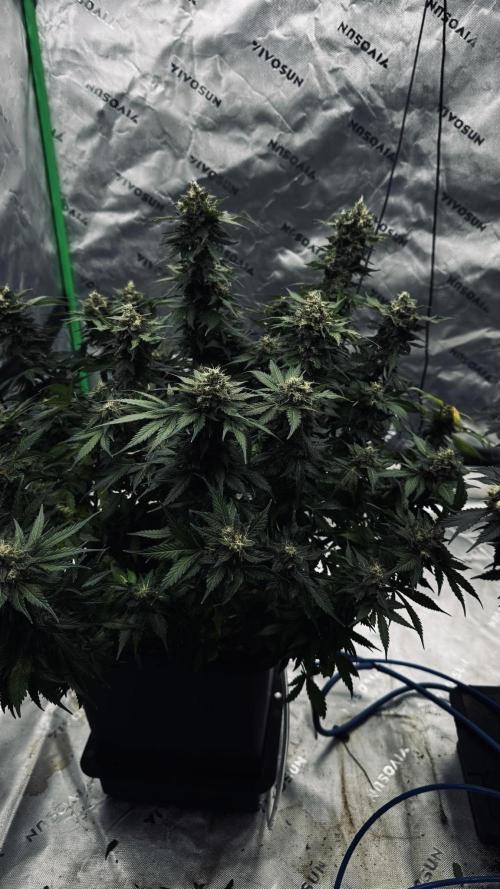 Grow 7.1  | Doctors Choice | DC Kush. Week 13
