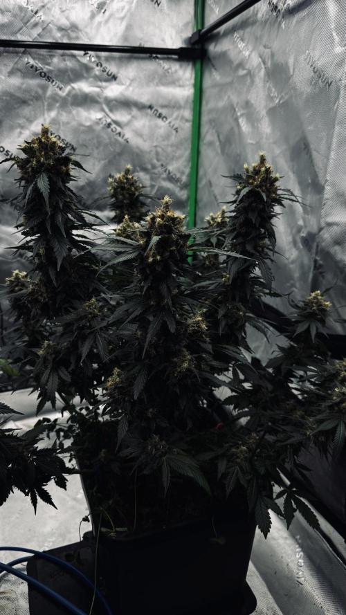 Grow 7.1  | Doctors Choice | DC Kush. Week 13