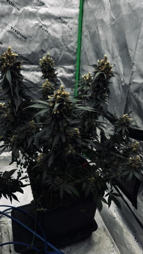 Grow 7.1  | Doctors Choice | DC Kush. Week 13