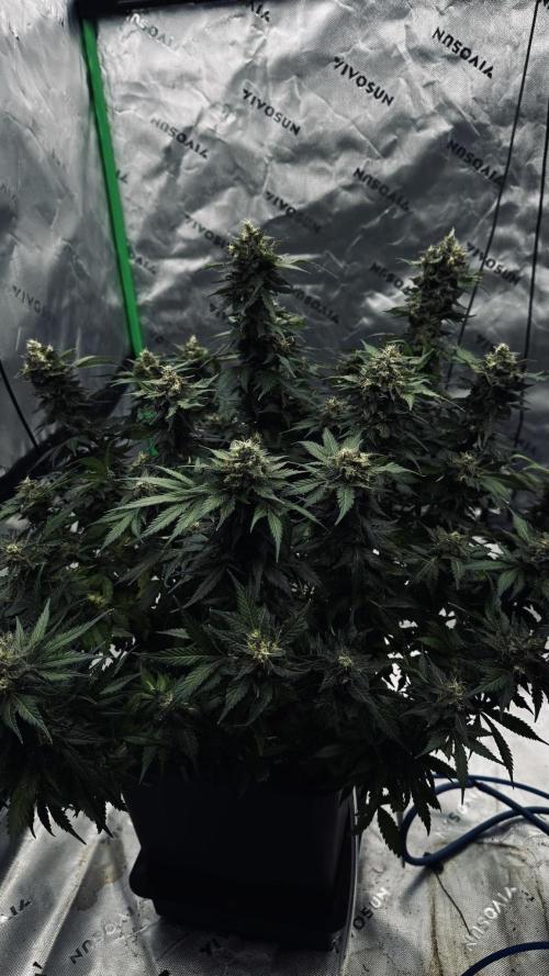 Grow 7.1  | Doctors Choice | DC Kush. Week 13
