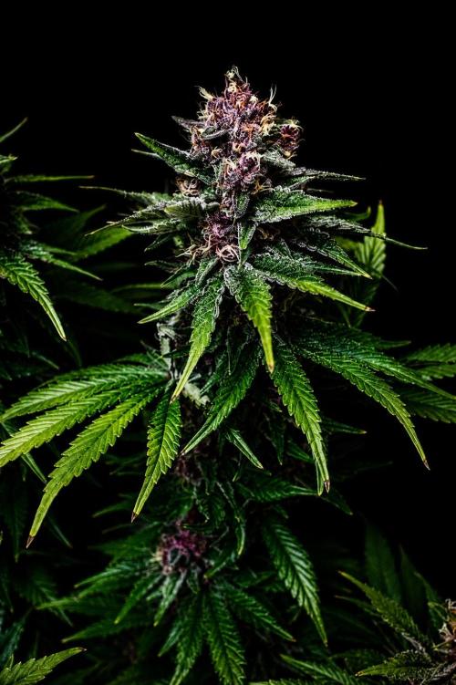Purple Urkle. Week 13