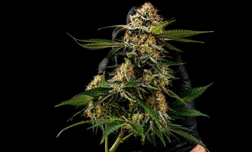 Grow 3.0 | Zamnesia | Green Goblin. Week 15