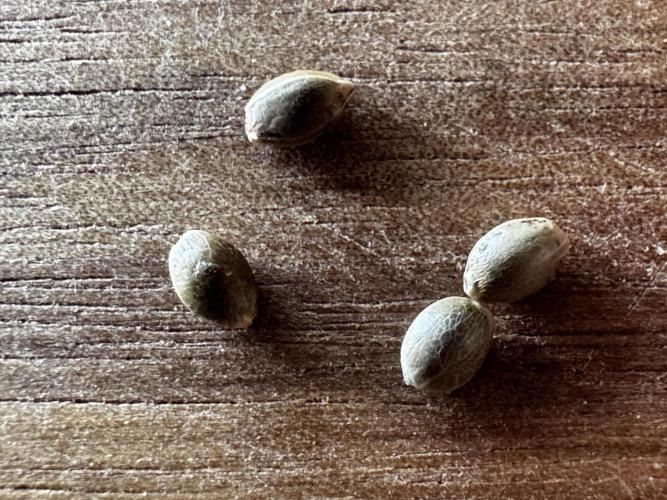 8 Sensible Seeds Bruce Banner 3 CBD. Week 0