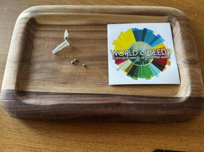 8 Delicious Seeds | harlequeen THC Free. Week 0
