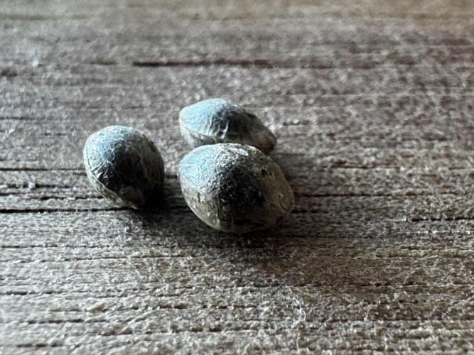 8 Delicious Seeds | harlequeen THC Free. Week 0