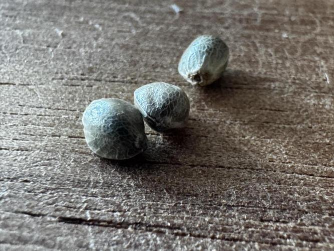 8 World of Seeds | Mongolia THC Free. Week 0