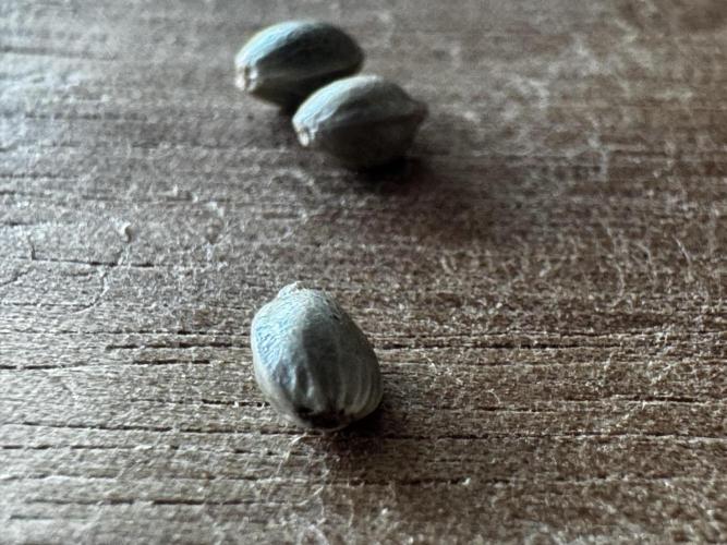 8 World of Seeds | Mongolia THC Free. Week 0