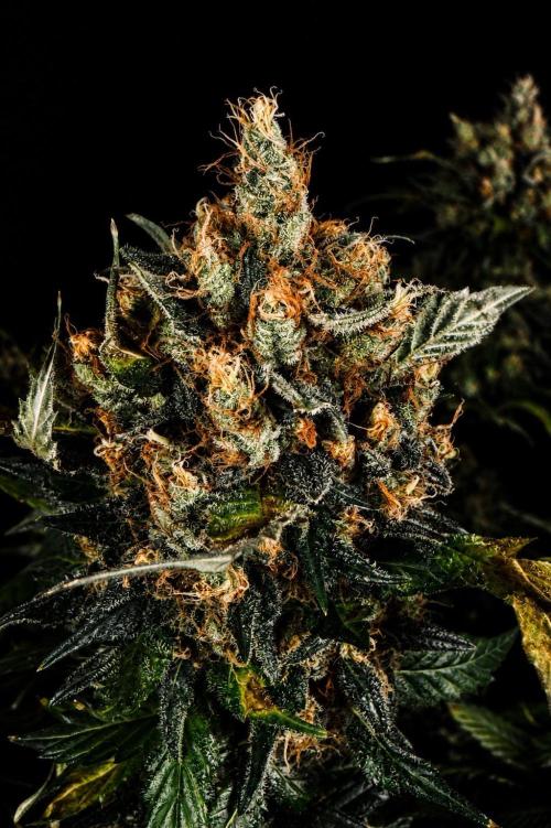 Grow 7.1  | Doctors Choice | DC Kush. Week 14