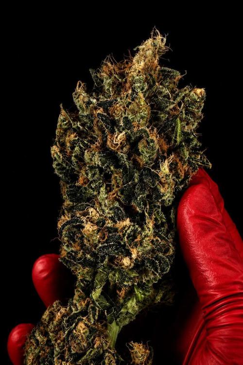 Grow 7.1  | Doctors Choice | DC Kush. Week 14