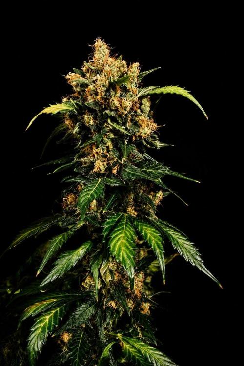 Grow 7.1  | Doctors Choice | DC Kush. Week 14